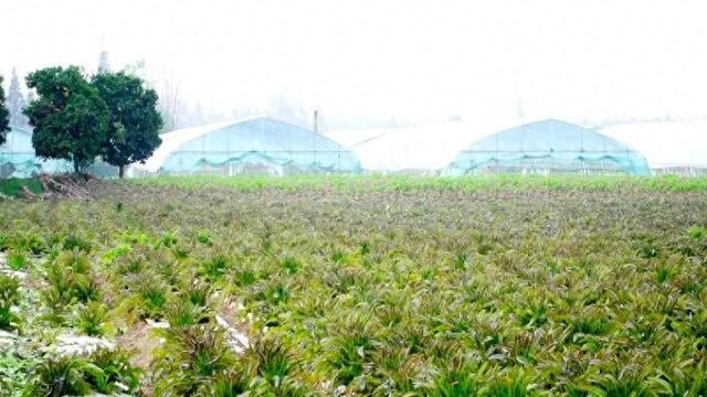 公安县：每年300万斤！它成为村里的富民产业